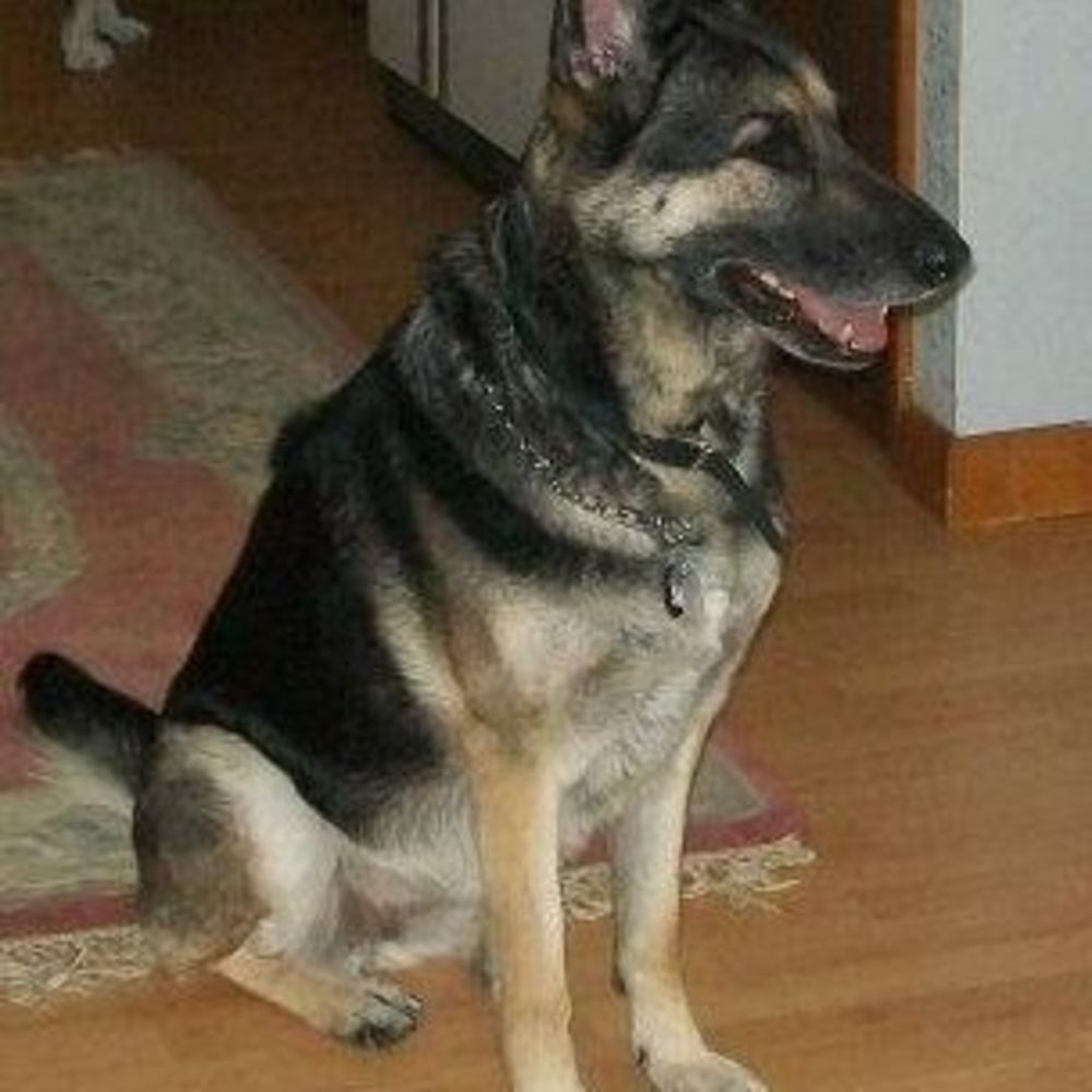 Meet your Posher, Donna